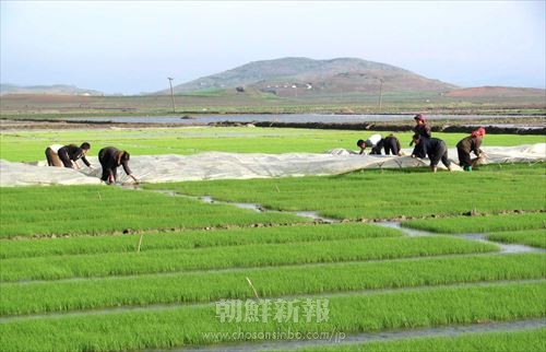 昨年、朝鮮の農業部門は不利な気象条件の下、穀物増産の成果をあげた（写真は朝鮮中央通信＝朝鮮通信）