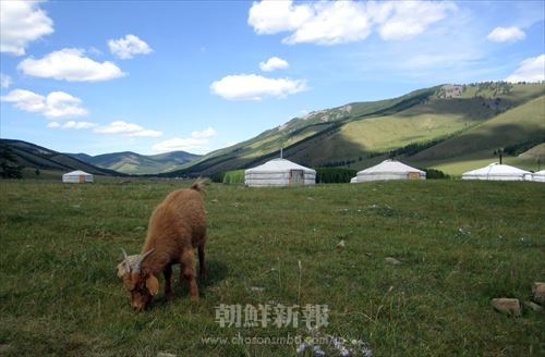 緑の大草原と青い空。モンゴルでの風景に心を奪われた