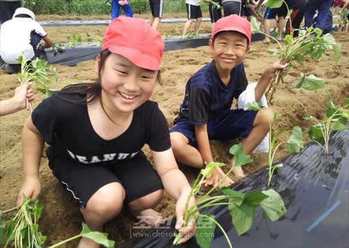 고구마의 모종을 심는 이바라기초중고 학생들